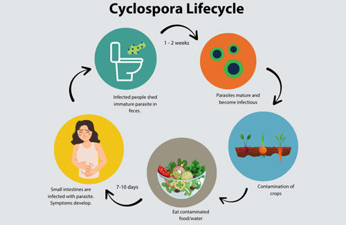 Cyclospora lifecycle: flow chart