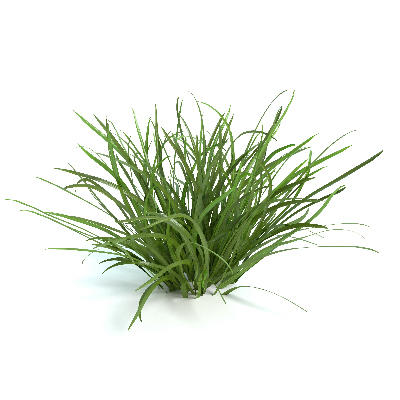 Image of grass plant
