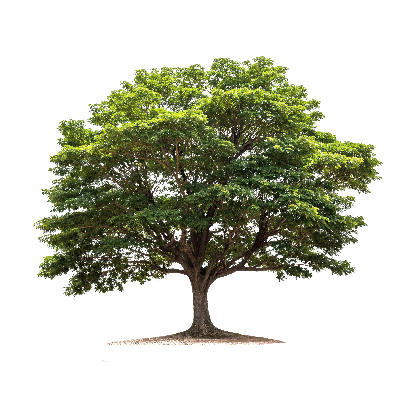 Image of oak tree